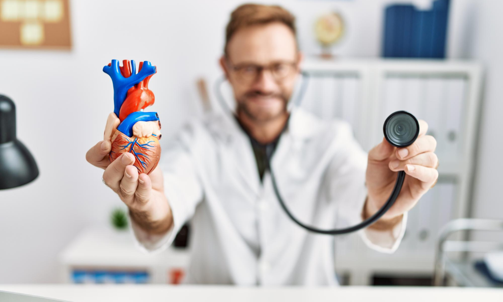 Healthcare professional demonstrating a heart model and stethoscope to illustrate cardiovascular health, heart function, and wellness research.