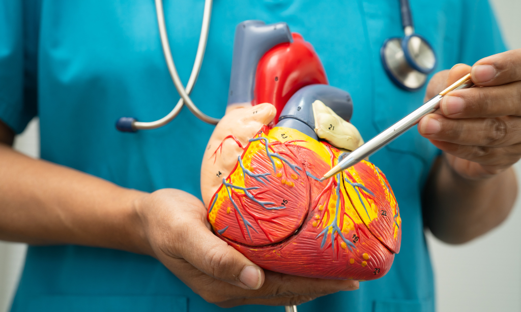 Heart model representing blood circulation and cardiovascular health supported by nutrients like nattokinase