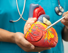 The Power of Nattokinase: How Natto Improves Cardiovascular Health